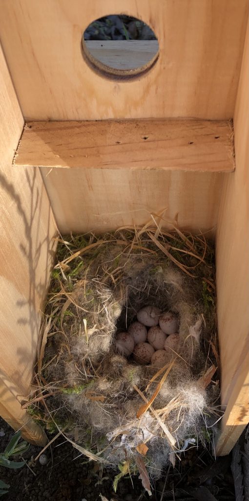 Chickadee nest with eggs in a Torelló wooden case